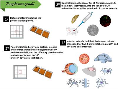 Behavioral and Neuropathological Changes After Toxoplasma gondii Ocular Conjunctival Infection in BALB/c Mice